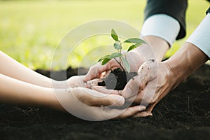 Businessman and child grow and nurture plant on fertilized soil concept. Gyre photo