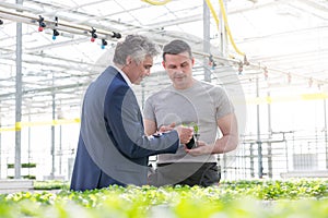 Businessman discussing over herb seedling with botanist in greenhouse photo