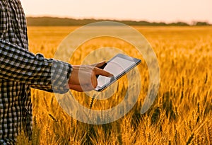 Businessman is on a field of ripe wheat and is holding a Tablet computer.