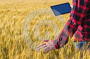 Businessman is on a field of ripe wheat and is holding a Tablet computer.