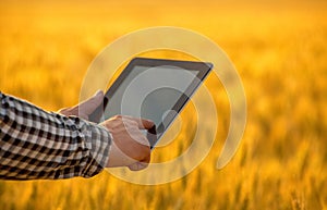 Businessman is on a field of ripe wheat and is holding a Tablet computer.