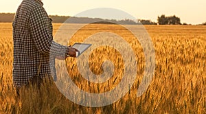 Businessman is on a field of ripe wheat and is holding a Tablet computer.