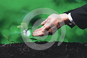 Businessman grow and nurture plant on fertilized soil concept. Gyre photo