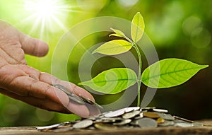 Businessman hand giving and savings money to young tree