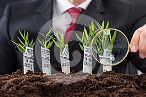 Businessman holding magnifying glass in front of money plants