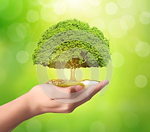 Businessman holding tree