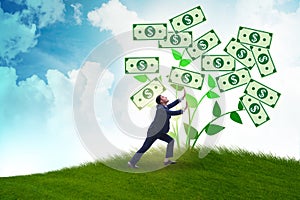 Businessman with money tree in business concept