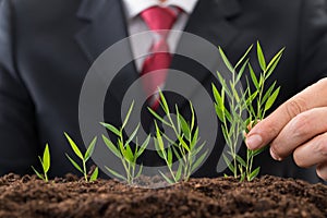 Businessman planting sapling