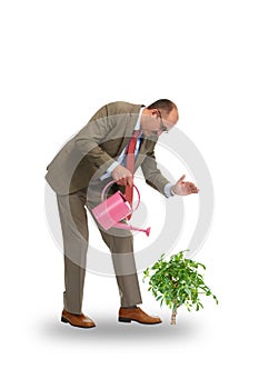 The businessman pours green tree