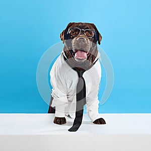 Businessman. Professor. Chocolate colored dog, labrador wearing shirt, tie and glasses, sitting against blue studio