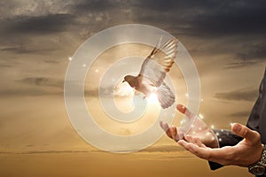 Businessman release dove from their hands flying against the background of a sunny sunset