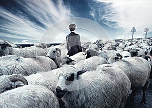 Businessman standing in the middle flock of sheep walking in opposite direction.