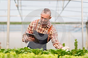 Businessperson or farmer checking hydroponic soilless vegetable in nursery farm. Business and organic hydroponic