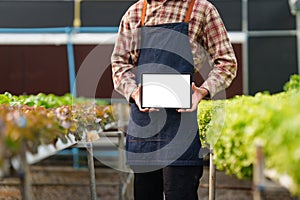 Businessperson or farmer checking hydroponic soilless vegetable in nursery farm. Business and organic hydroponic