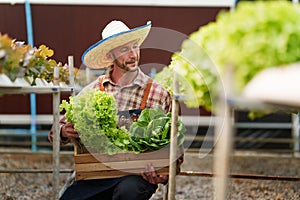 Businessperson or farmer checking hydroponic soilless vegetable in nursery farm. Business and organic hydroponic