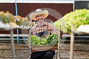 Businessperson or farmer checking hydroponic soilless vegetable in nursery farm. Business and organic hydroponic