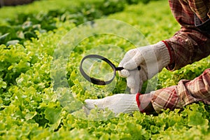 Businessperson or farmer checking hydroponic soilless vegetable in nursery farm. Business and organic hydroponic