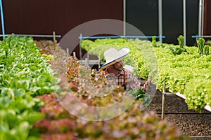 Businessperson or farmer checking hydroponic soilless vegetable in nursery farm. Business and organic hydroponic