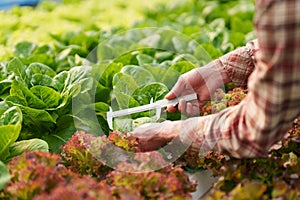 Businessperson or farmer checking hydroponic soilless vegetable in nursery farm. Business and organic hydroponic