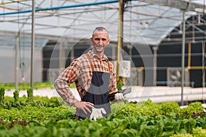 Businessperson or farmer checking hydroponic soilless vegetable in nursery farm. Business and organic hydroponic