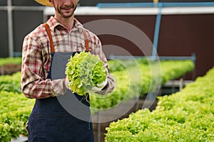Businessperson or farmer checking hydroponic soilless vegetable in nursery farm. Business and organic hydroponic