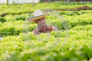 Businessperson or farmer checking hydroponic soilless vegetable in nursery farm. Business and organic hydroponic