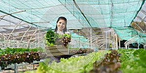 Businessperson or farmer checking hydroponic soilless vegetable in nursery farm. Business and organic hydroponic