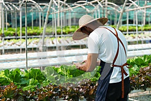 Businessperson or farmer checking hydroponic soilless vegetable in nursery farm. Business and organic hydroponic