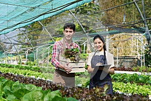 Businessperson or farmer checking hydroponic soilless vegetable in nursery farm. Business and organic hydroponic