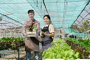 Businessperson or farmer checking hydroponic soilless vegetable in nursery farm. Business and organic hydroponic