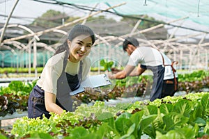 Businessperson or farmer checking hydroponic soilless vegetable in nursery farm. Business and organic hydroponic