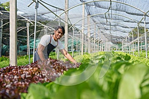 Businessperson or farmer checking hydroponic soilless vegetable in nursery farm. Business and organic hydroponic