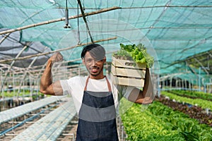 Businessperson or farmer checking hydroponic soilless vegetable in nursery farm. Business and organic hydroponic