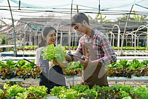 Businessperson or farmer checking hydroponic soilless vegetable in nursery farm. Business and organic hydroponic