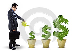 Businessperson nurture the money trees photo