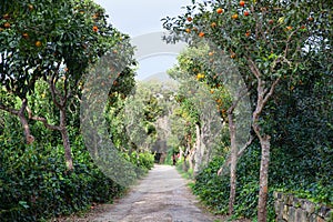 Buskett Gardens, Malta