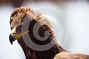 Bussard portrait golden eagle griffin head