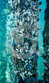 Busselton Jetty Artificial Reef