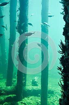 Busselton Jetty: Underwater Reef