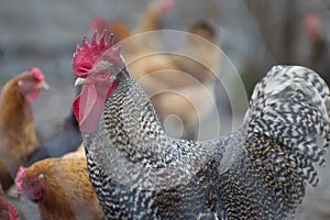 Bust portrait of a mottled gray rooster close-up