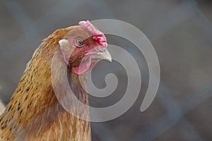 Bust portrait of a red hen in close - up