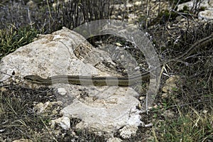 The bustard snake (Zamenis scalaris). Non-venomous snake of the family wrath-snake, subfamily Colubrinae.