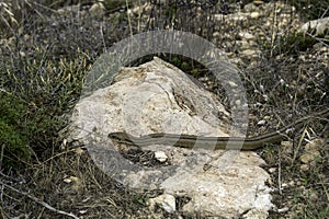 The bustard snake (Zamenis scalaris). Non-venomous snake of the family wrath-snake, subfamily Colubrinae.