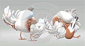 Bustarda males in mating plumage fighting