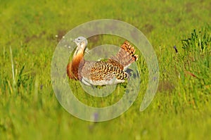 Bustards in the field of cereals photo