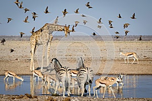 A gathering of african animals at a waterhole