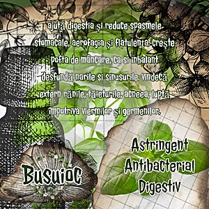 Busuioc vintage herbs benefits illustration notebook page