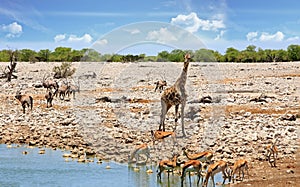 Busy African waterhole with bush and sky background