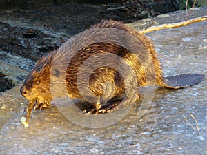 Busy as a Beaver