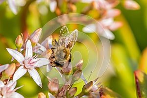 `Busy As a Bee` 2-3 photo